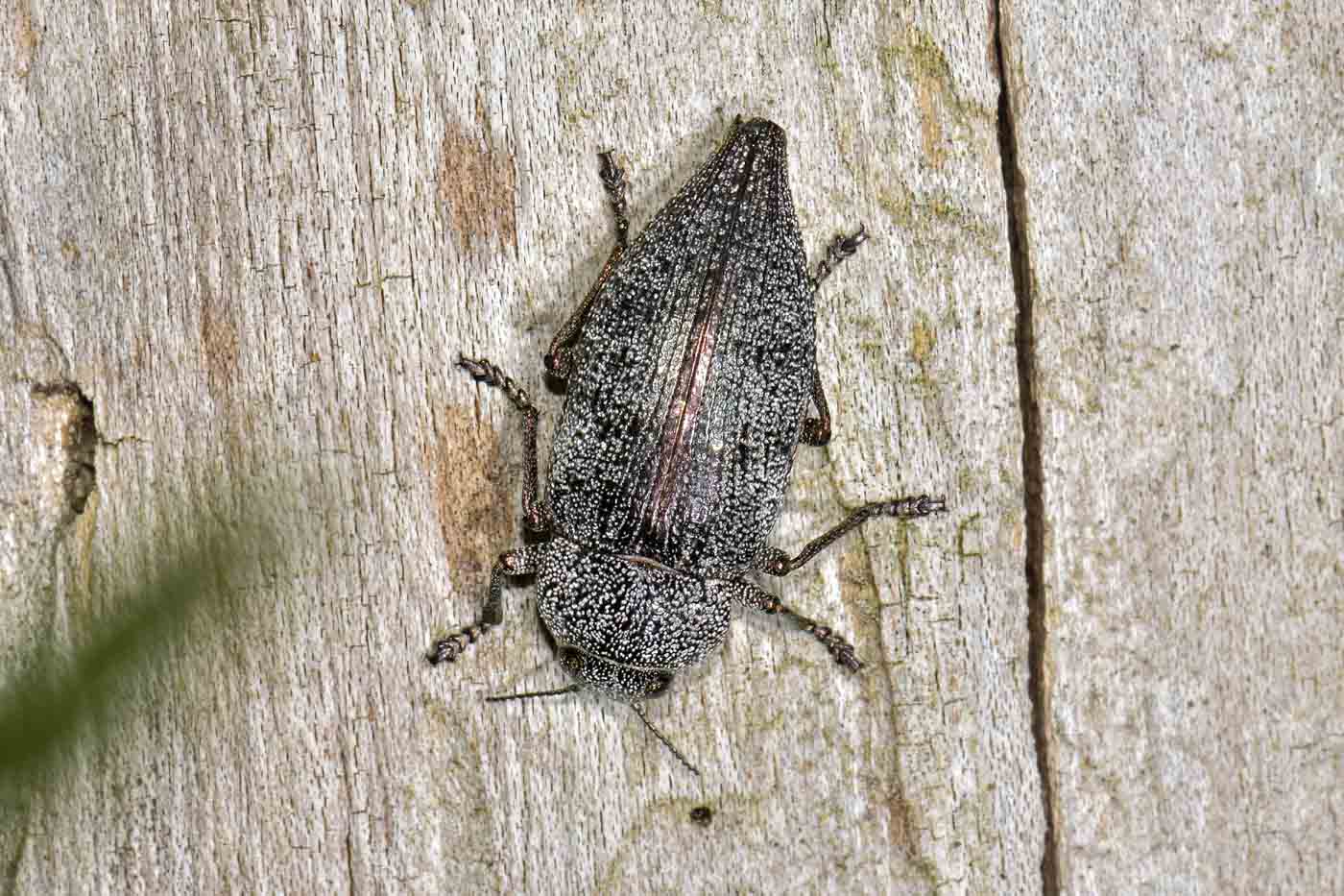 Buprestidae: Dicerca aenea ? S